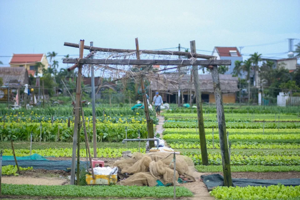 Vườn rau của Lê Thị Phơi